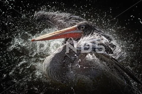 Pelican bird flapping its wings and splashing about in water Stock Photos