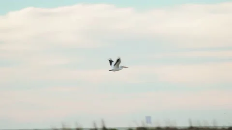 PELICAN BIRD FLYING BEACH FLORIDA Stock Footage 230644496