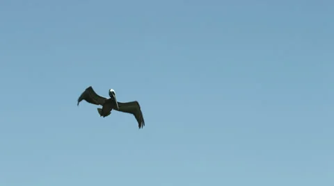 Pelican Bird Flying in Sky and Dives Down Stock Footage