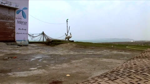 Pelican bird Stock Footage 55070571