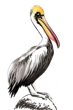 Pelican bird Illustrazione stock