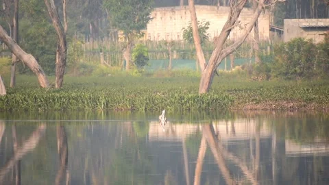 Pelican Bird in lake Stock Footage 146743603