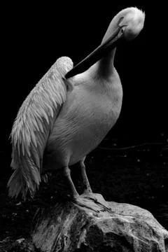 Pelican bird Stock-Fotos