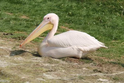 Pelican Bird. Stock Photos