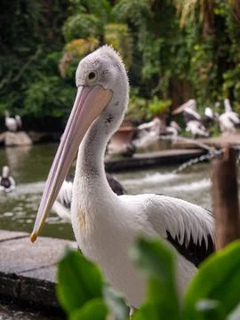 Pelican Bird Stock Photos