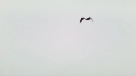 Pelican. a bird in the sky Stock Footage 47911282
