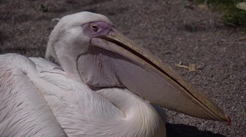 The pelican bird in sunlight Stock Footage 65500779