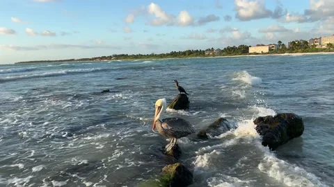 Pelican bird waiting for the fish on the rock in the ocean close up. Video stock 169059953