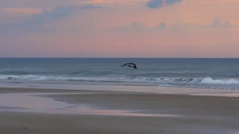 Pelican Birds Fly Over Ocean Waves at Dawn on the Coast Stock Footage 76498193