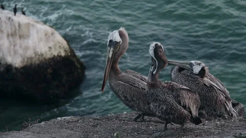 Pelican Birds Socializing in Pismo Beach, California Stock Footage
