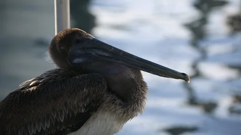 Pelican Blinks in Harbor Stock Footage 104881758