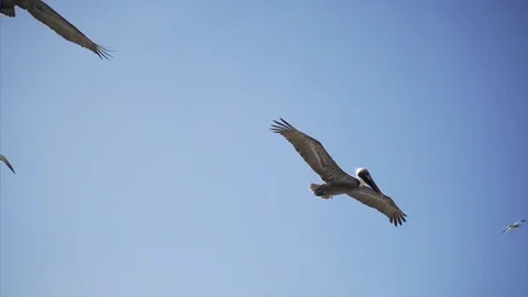Pelican in blue sky Video stock 77191209