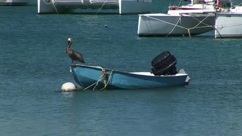 A pelican on a boat 스톡 동영상 72571516
