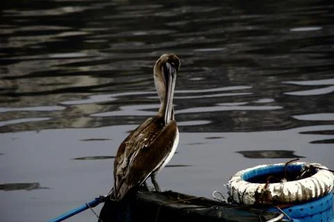 Pelican in boat Stock Photos
