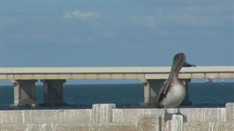 Pelican on bridge Stock Footage 344273