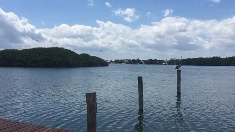 Pelican in Cancun Stock Footage 107737579