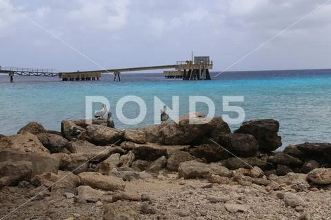 Pelican Caribbean Bird nature Bonaire island Caribbean Sea ~ Hi Res ...