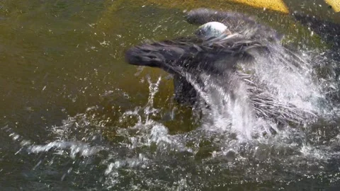 A pelican catching fish Stock Footage 274636170