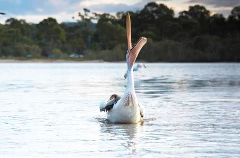 Pelican Catching Stock Photos