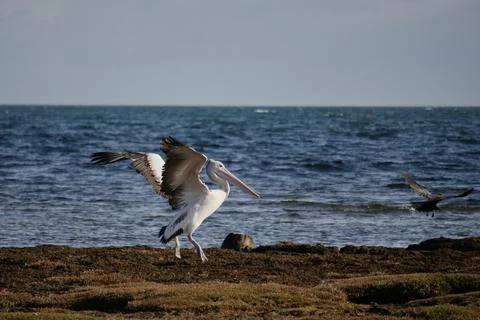 Pelican chasing Crow Stock Photos
