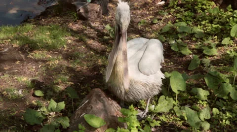 Pelican clean feathers Stock Footage 26062784