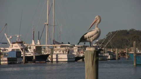 Pelican Clean Stock Footage