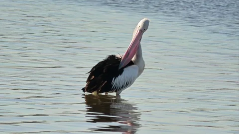 Pelican cleaning feather Stock Footage 113937357