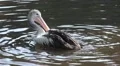 Pelican cleaning feathers splashing in a sunny pond HD Footage