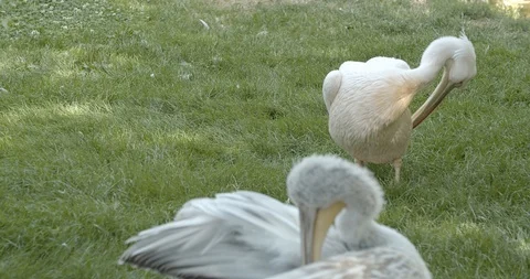 Pelican is cleaning himself 50fps Stock Footage 114171015
