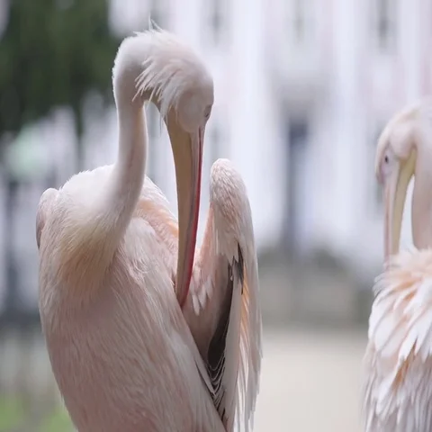 Pelican cleaning it's feathers Stock Footage 69493483
