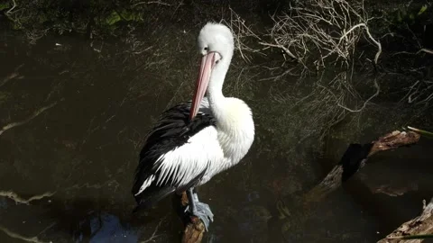 A pelican cleaning its feathers as it sits on a branch in a pond Stock Footage 260857930