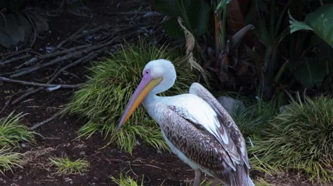 Pelican cleaning itself and going to sleep Stock Footage 56814580