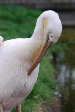 Pelican cleaning itself Stock Photos