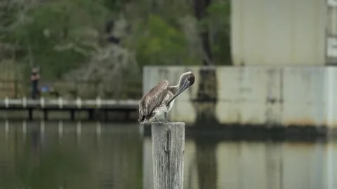 Pelican cleaning itself while perched on a piling under a bridge in Weeks Bay Vídeo Stock 332629587