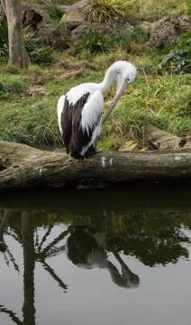 Pelican cleaning Stock Photos