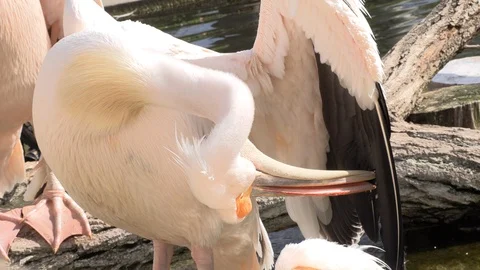 Pelican cleans feathers and basks in the sun Stock Footage 88567456