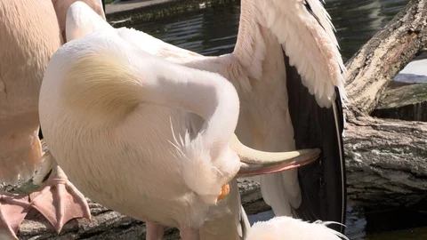 Pelican cleans feathers and basks in the sun 库存影片 88567729