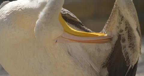 Pelican cleans feathers Stock Footage 91401260