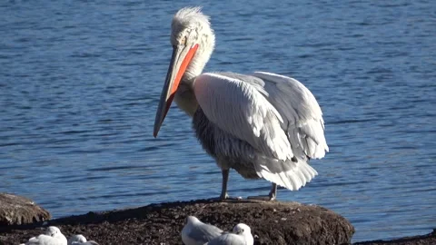 Pelican cleans itself Stockbeeldmateriaal 270423834