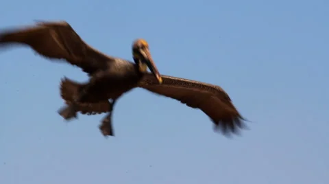 Pelican: cleared for landing 库存影片 1888913