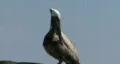 Pelican Close Up HD Footage
