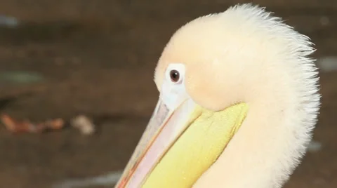 Pelican close up Stock Footage 32880750