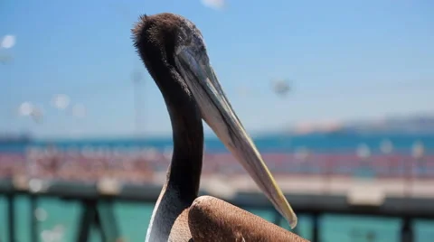 Pelican close-up Stock Footage 64114575