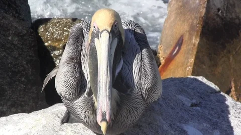 Pelican Close-Up 스톡 동영상 88633171