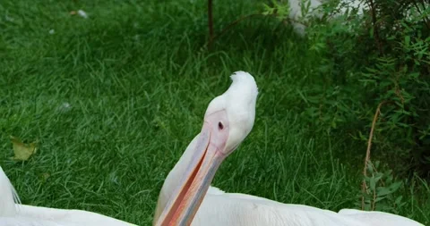 Pelican close up Stock Footage 141586402