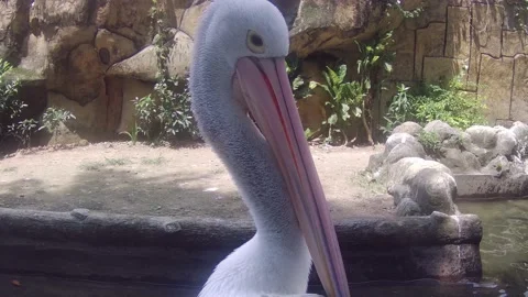 Pelican close up Stock Footage 168086525