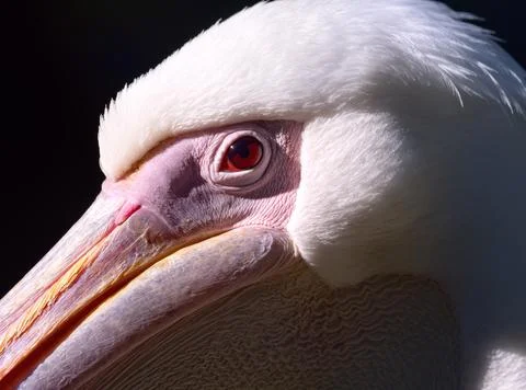 Pelican close up Stock Photos