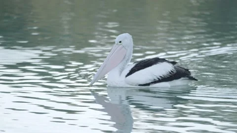 Pelican close up on river Murray 4k Stock Footage 237740253