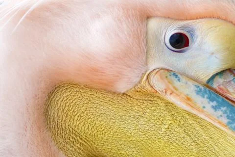 Pelican close view Stock Photos