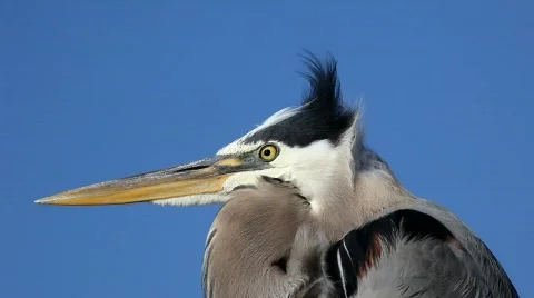 Pelican closeup Stock Footage 578884